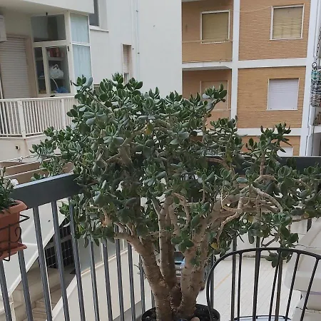 Tilde 住宿加早餐酒店 4*